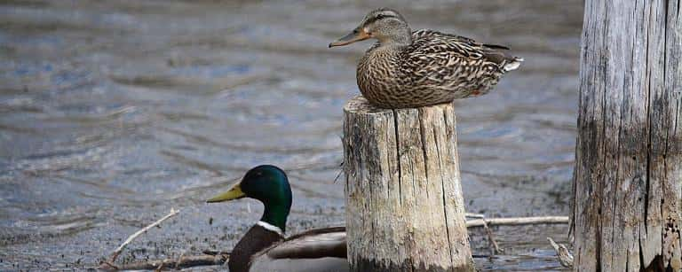 ducks-hunting