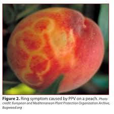 plum-pox-virus