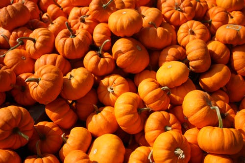 pumpkins