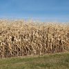 unharvested-corn