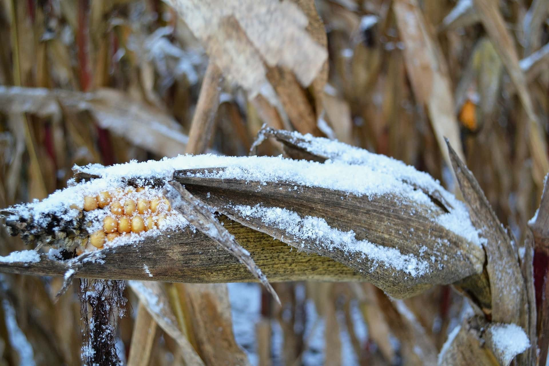 snow-unharvested-corn