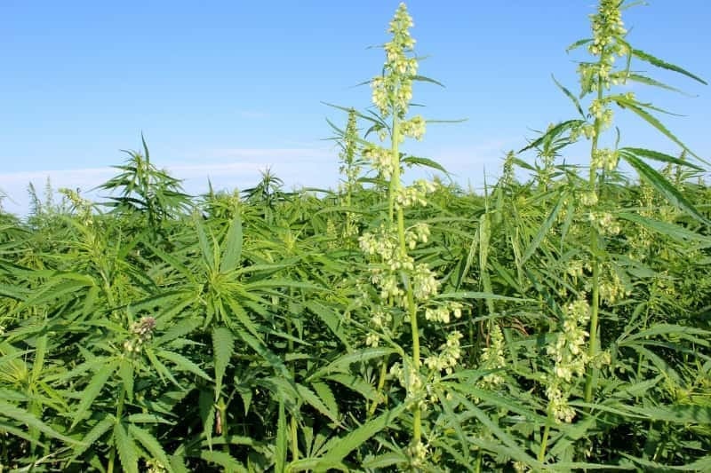 hemp-crop