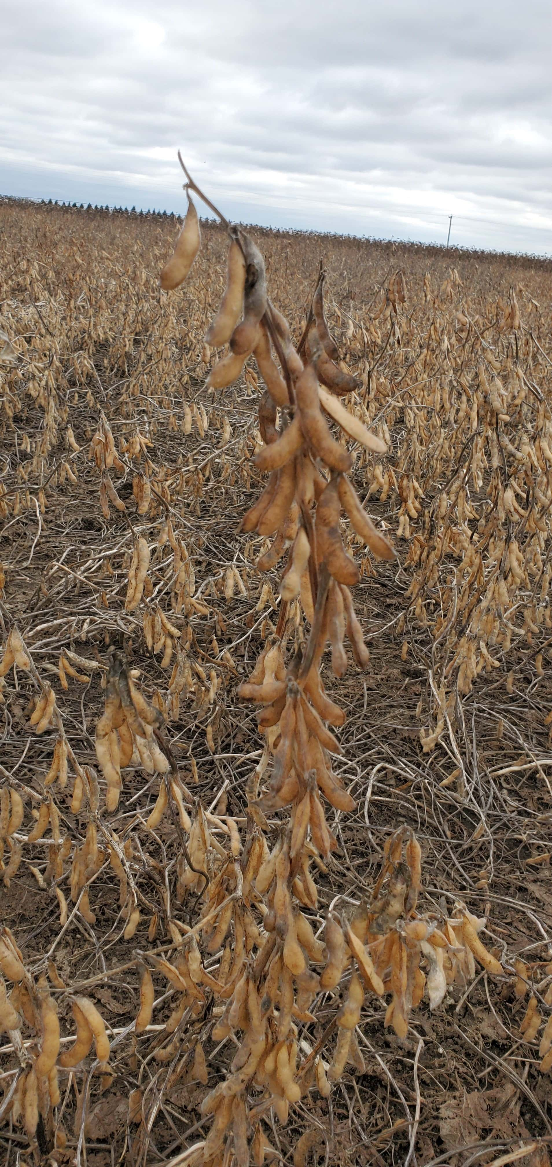 graze-unharvested-soybean