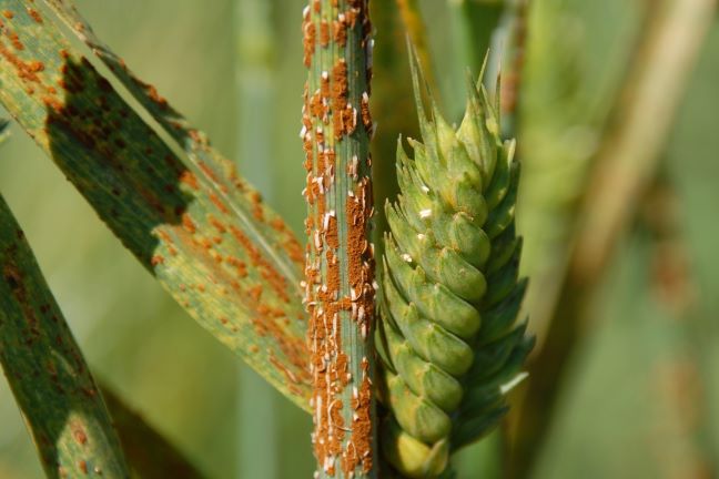 stem_rust_of_little_club_wheat-thomas_fetch_cropped_1