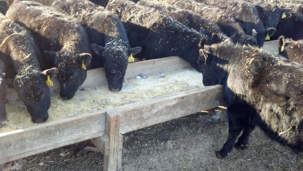 NDSU Extension Offers Calf Weaning Advice KQLX
