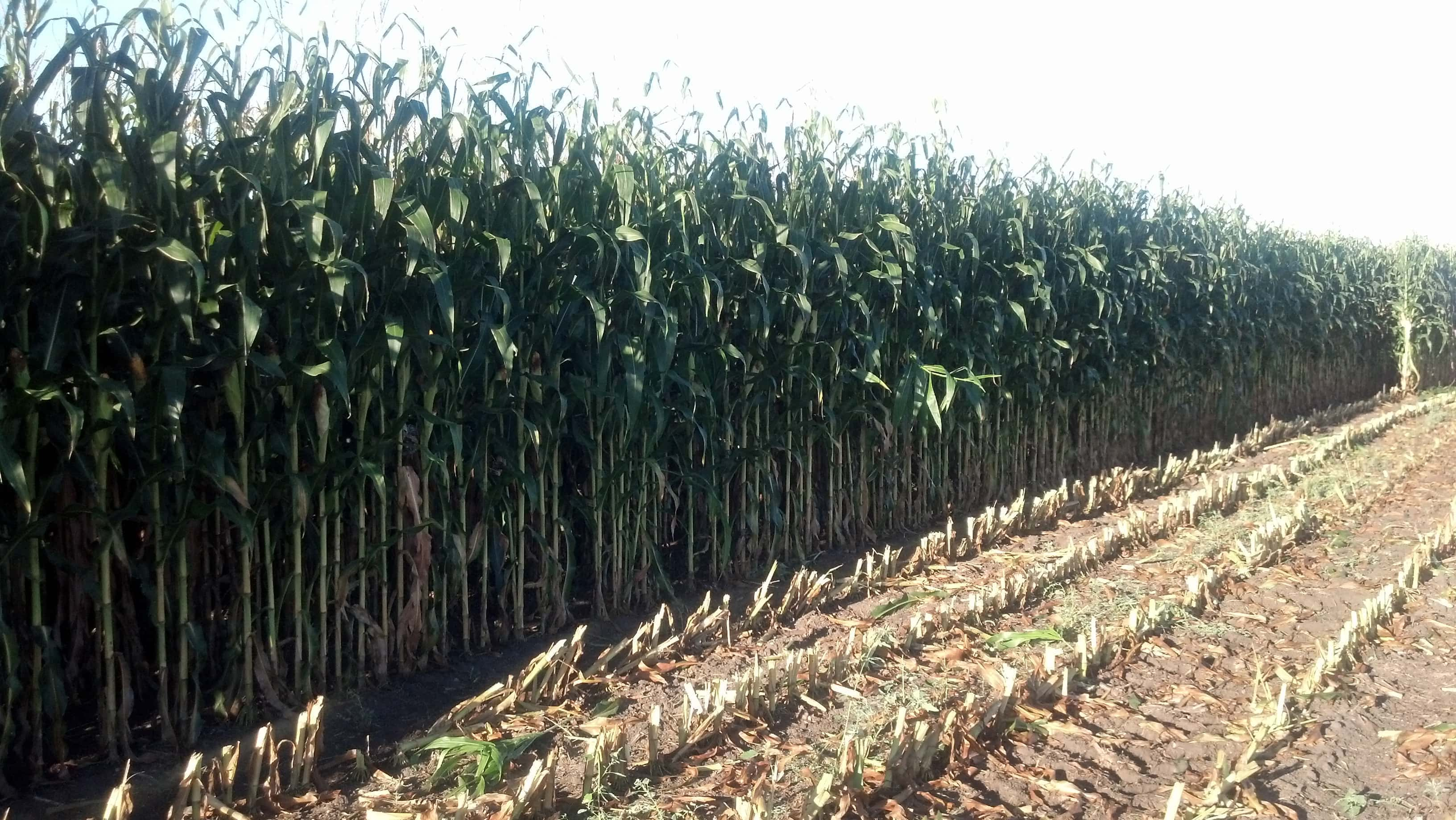 ndsu-photo-fsa-farm-field