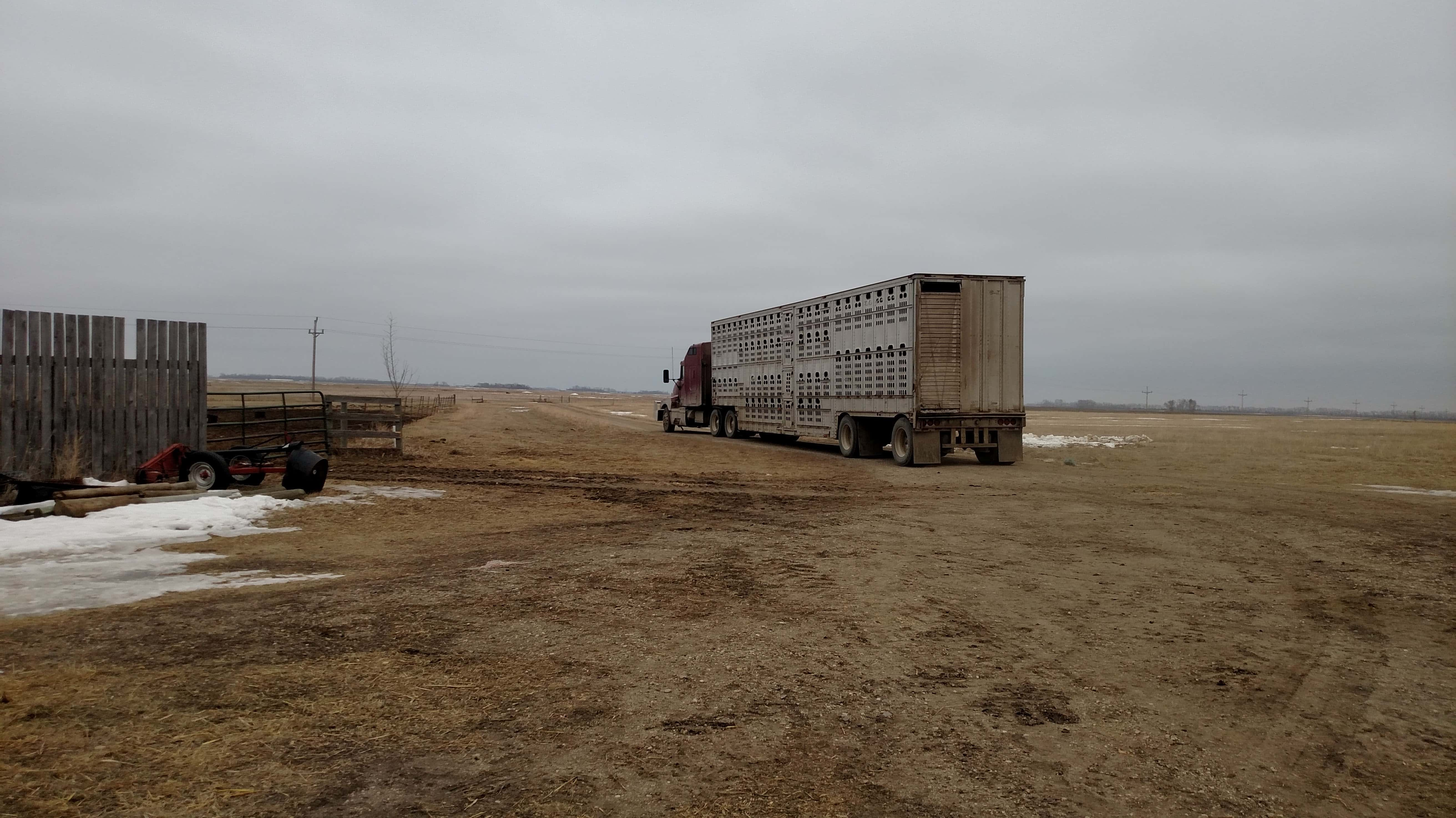 hauling-fat-cattle-ndsu-2