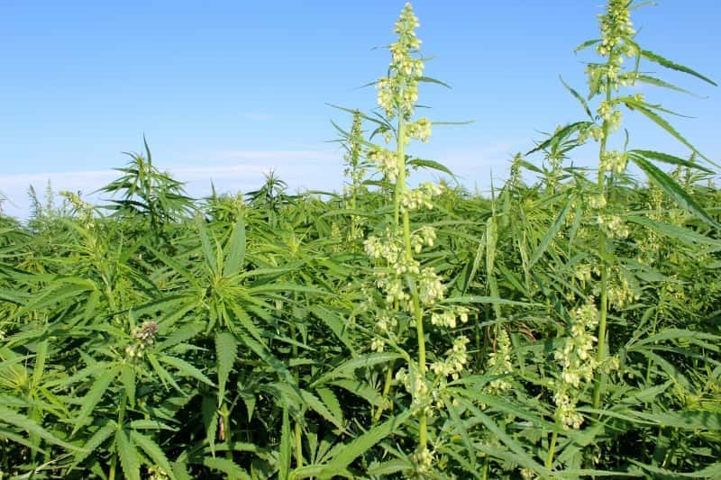 hemp-crop-4
