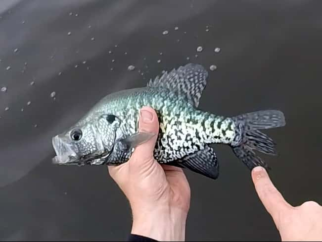 whitespawning