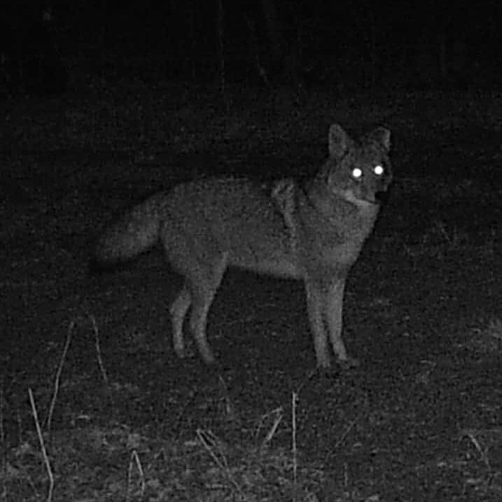 coyote-4