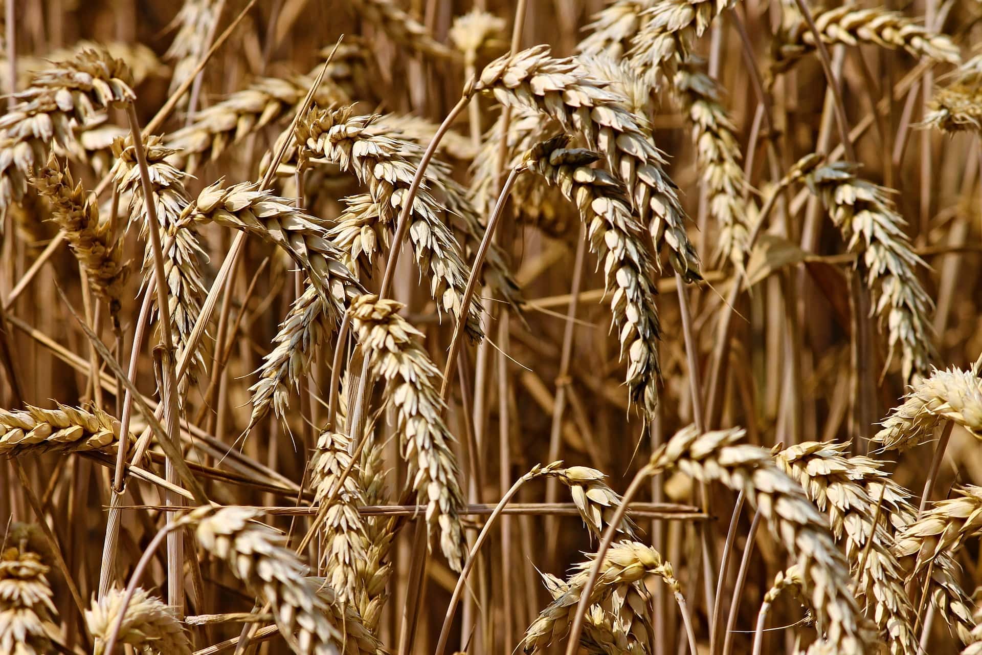 hard-red-spring-wheat-ndsu