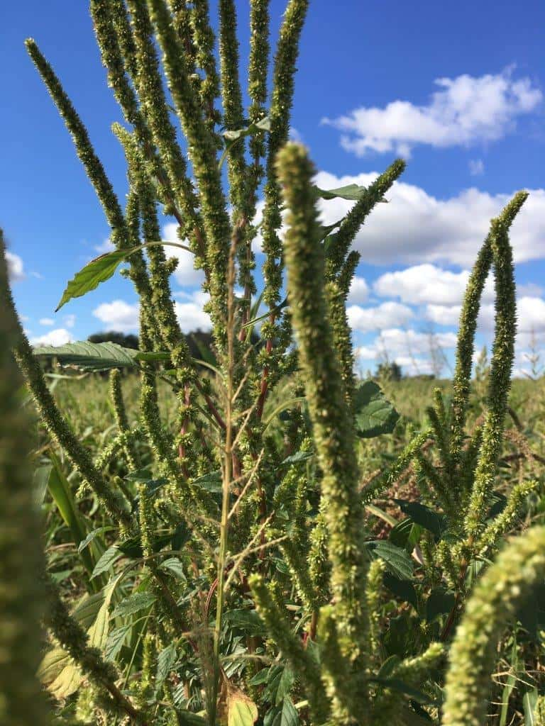 palmer-amaranth-ndsu