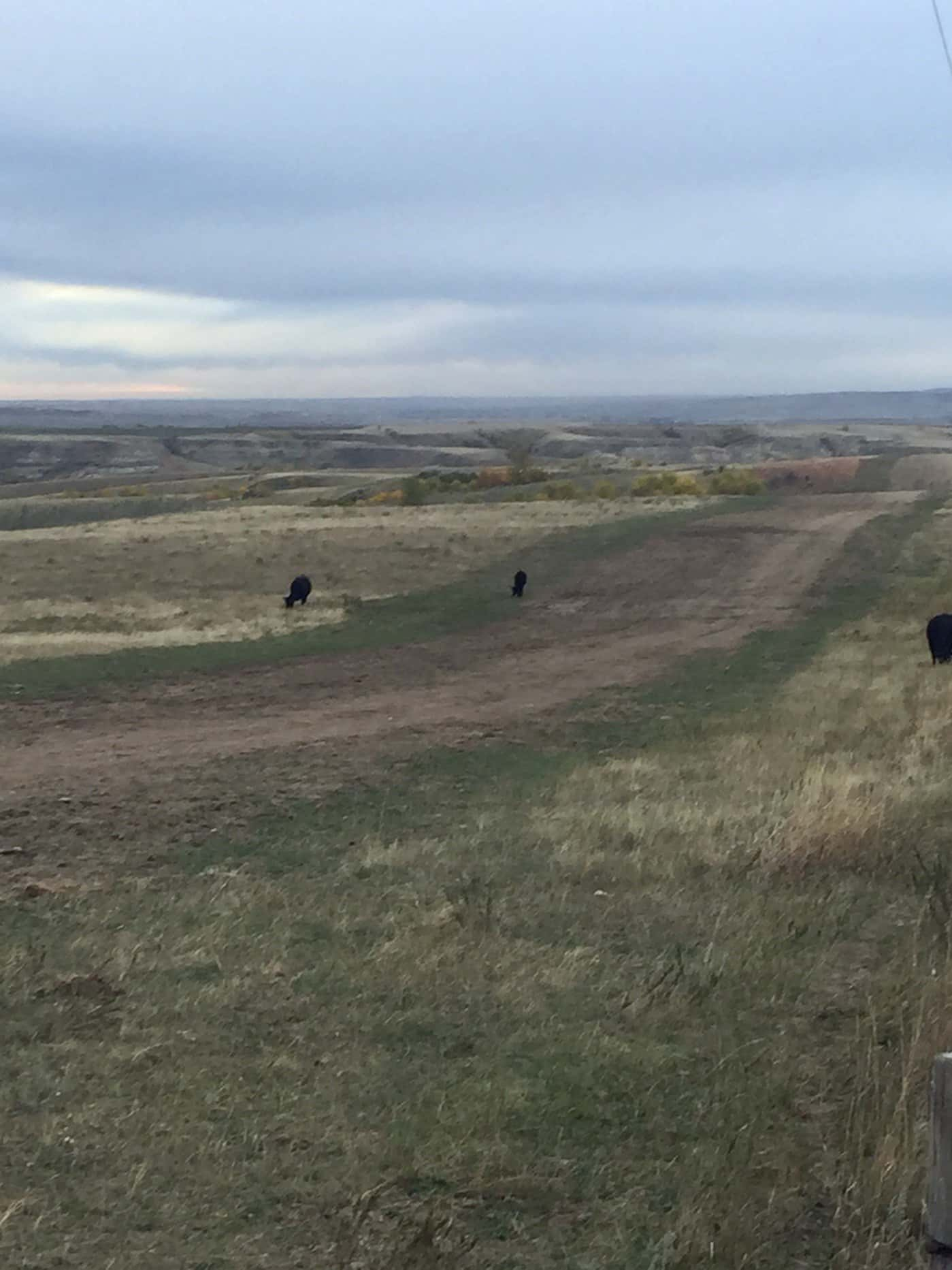 unsuccessful-reclamation-of-grass-seeding-ndsu