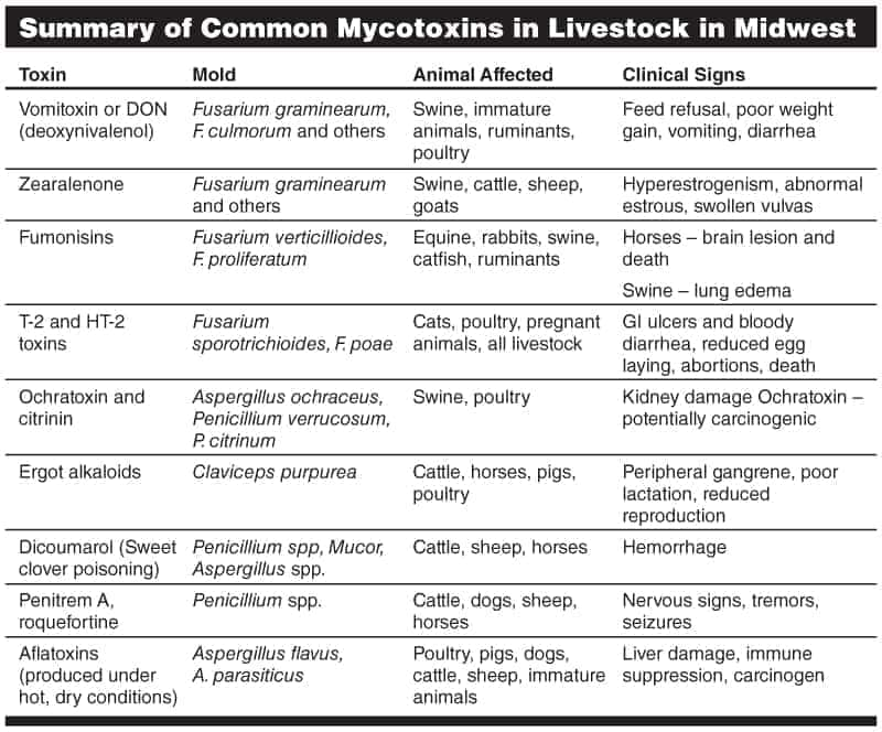 mycotoxins-summary