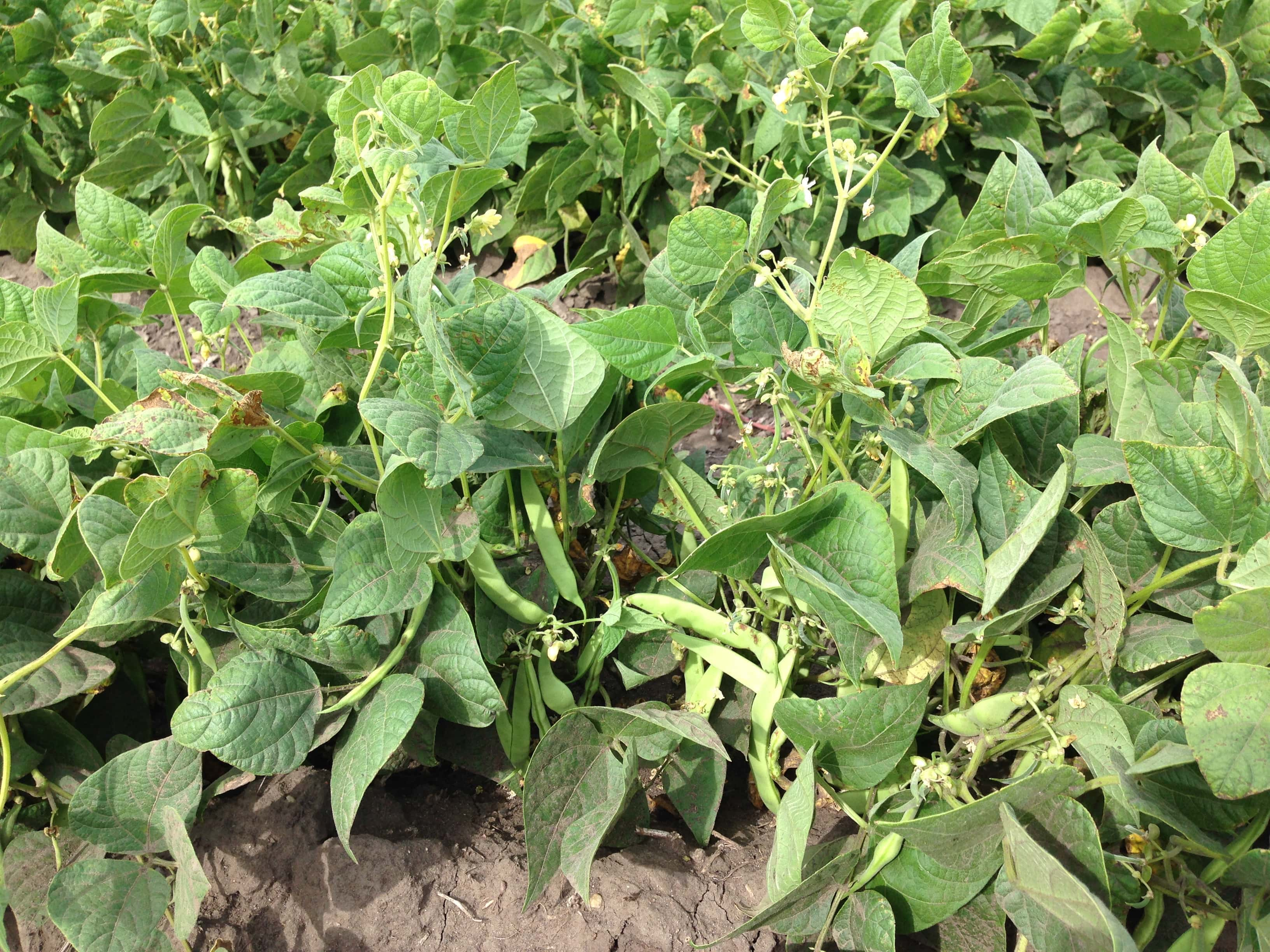 dry-bean-plant-ndsu