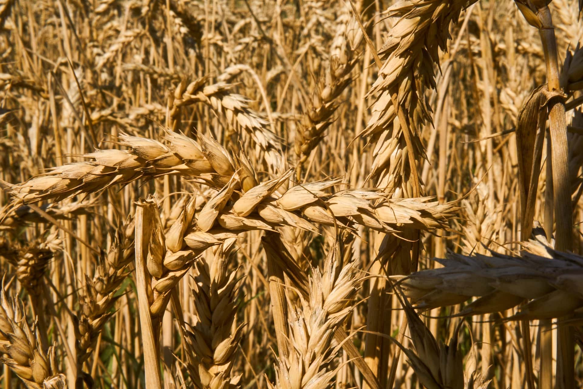 wheat-field-ndsu