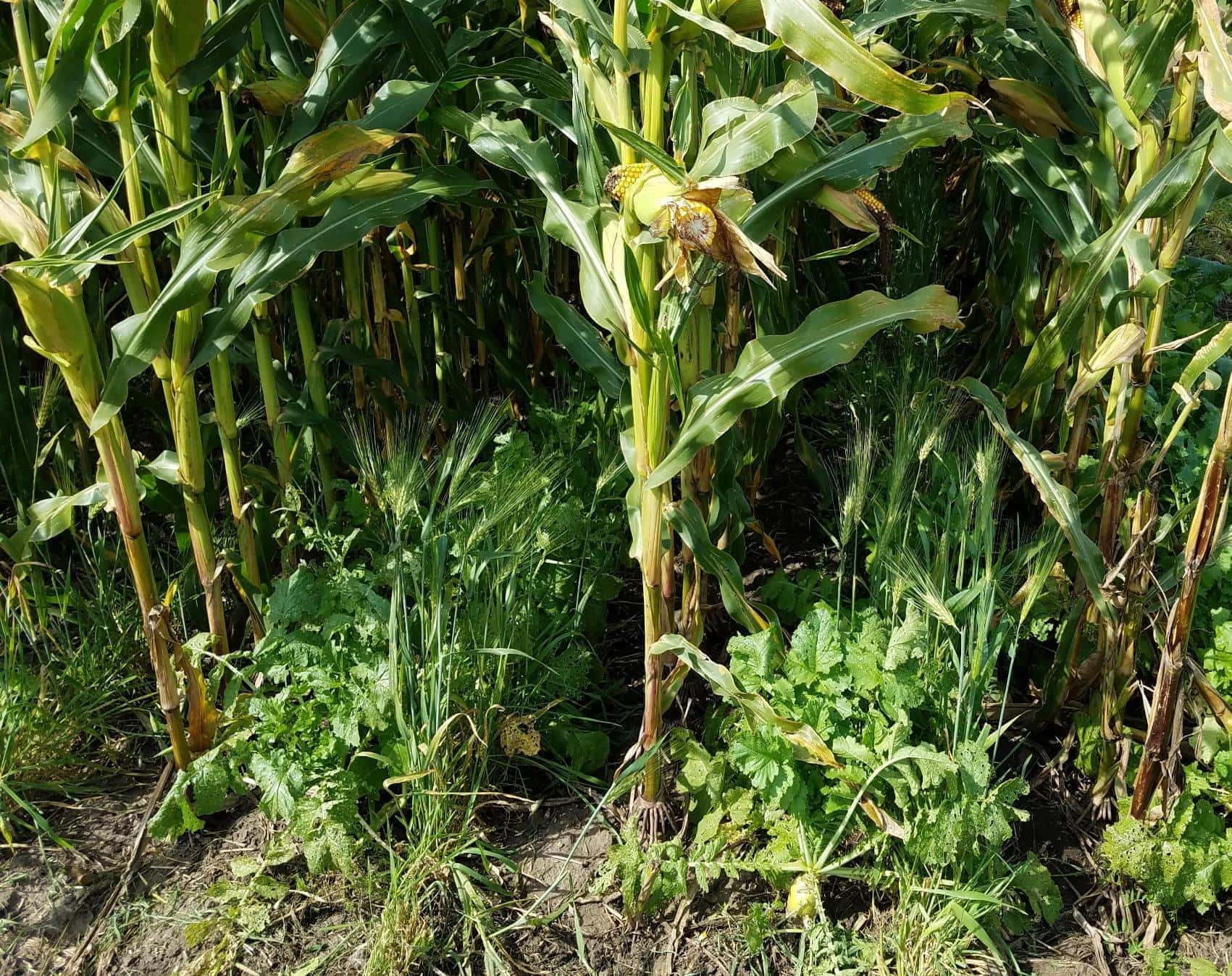 cover-crop-ndsu