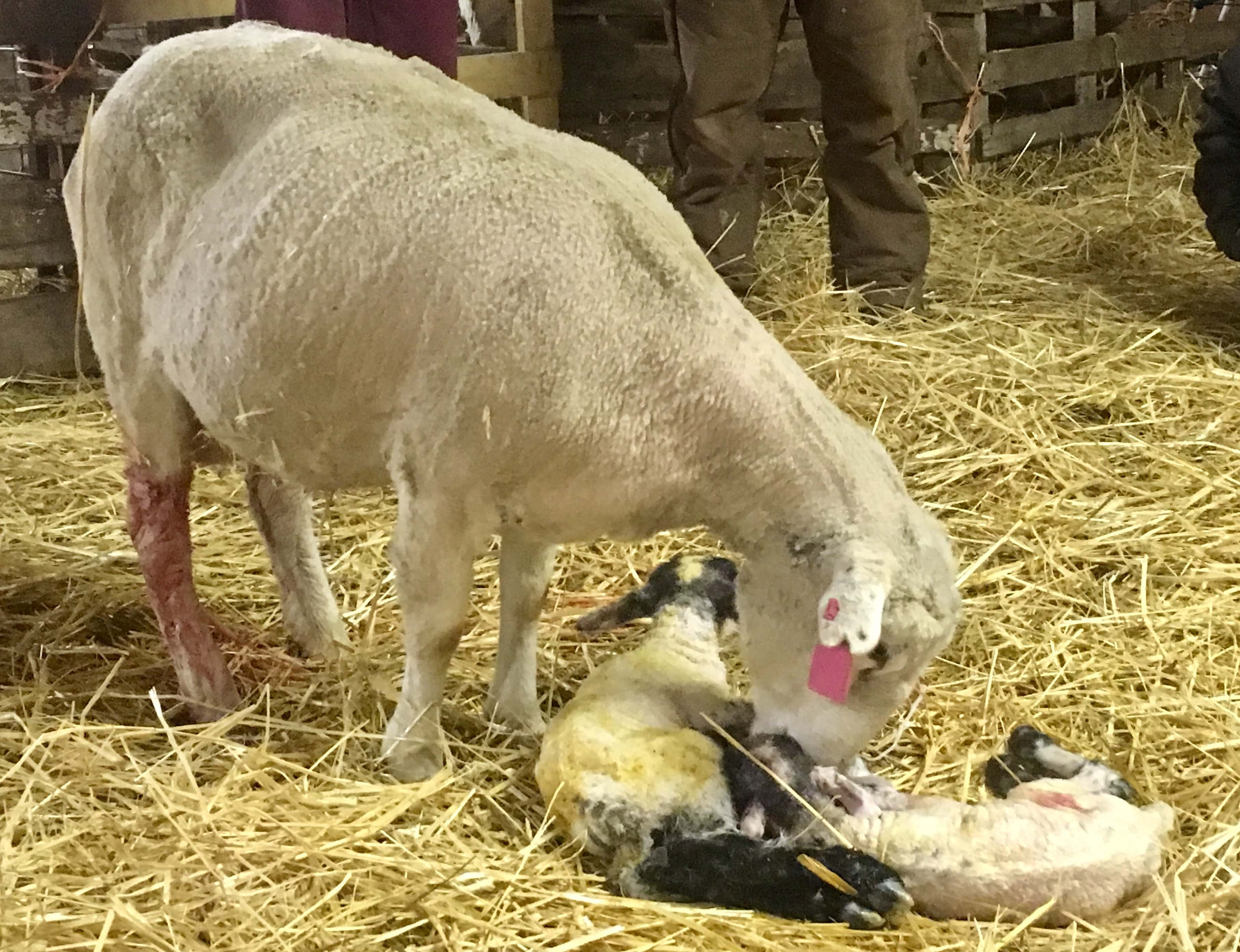 ewe-with-newborns-ndsu