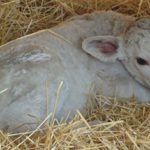 newborn-calf-ndsu