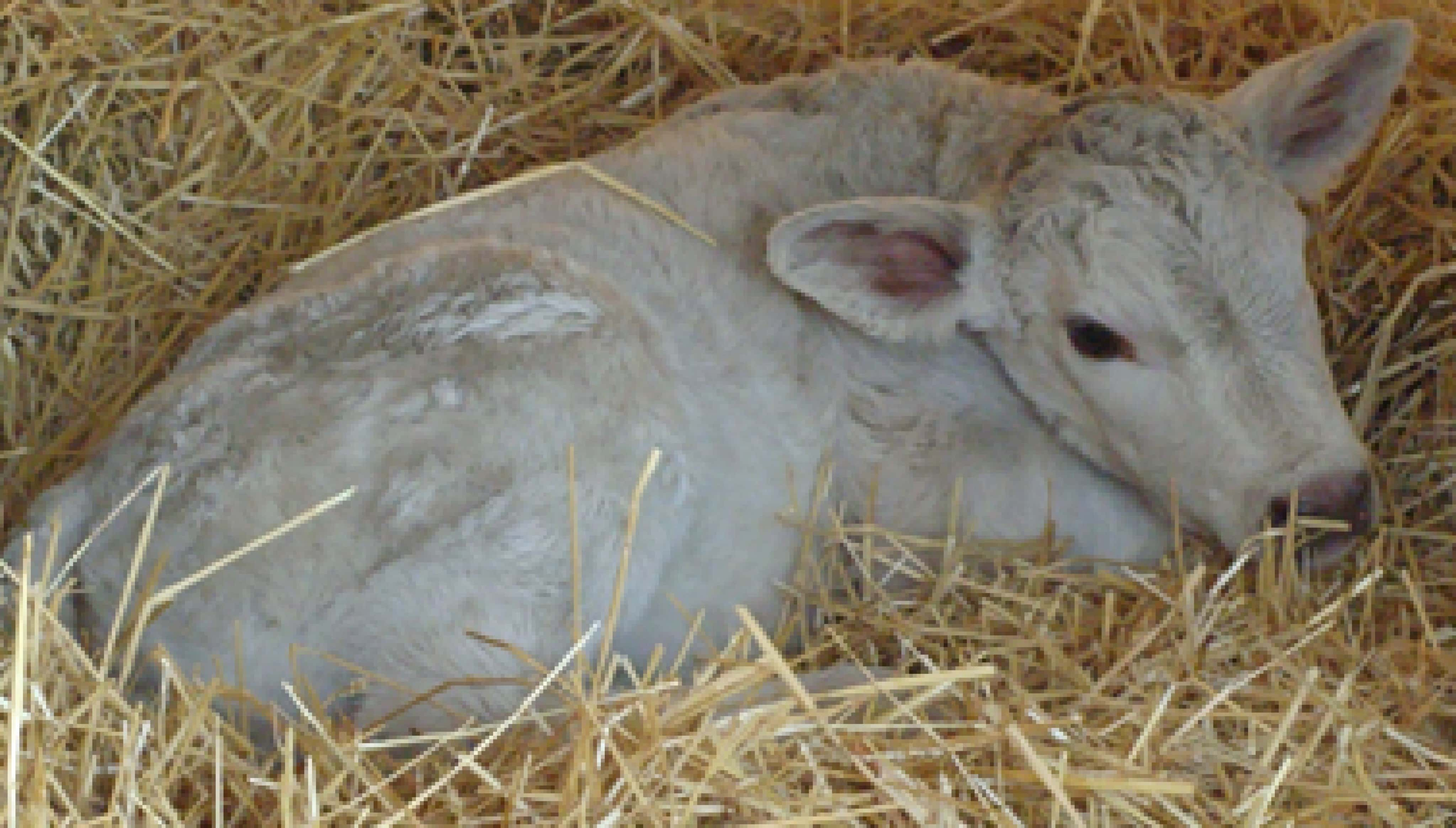 newborn-calf-ndsu