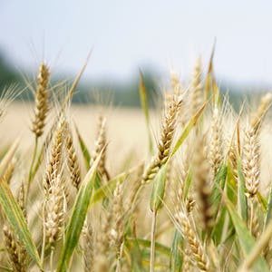 wheat-3
