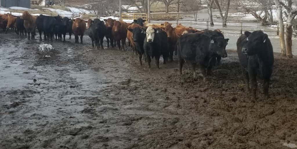 Livestock Producers Should Prepare for Flooding - newsdakota.com