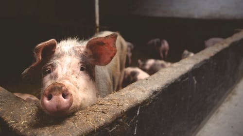 sad-looking-pig-2