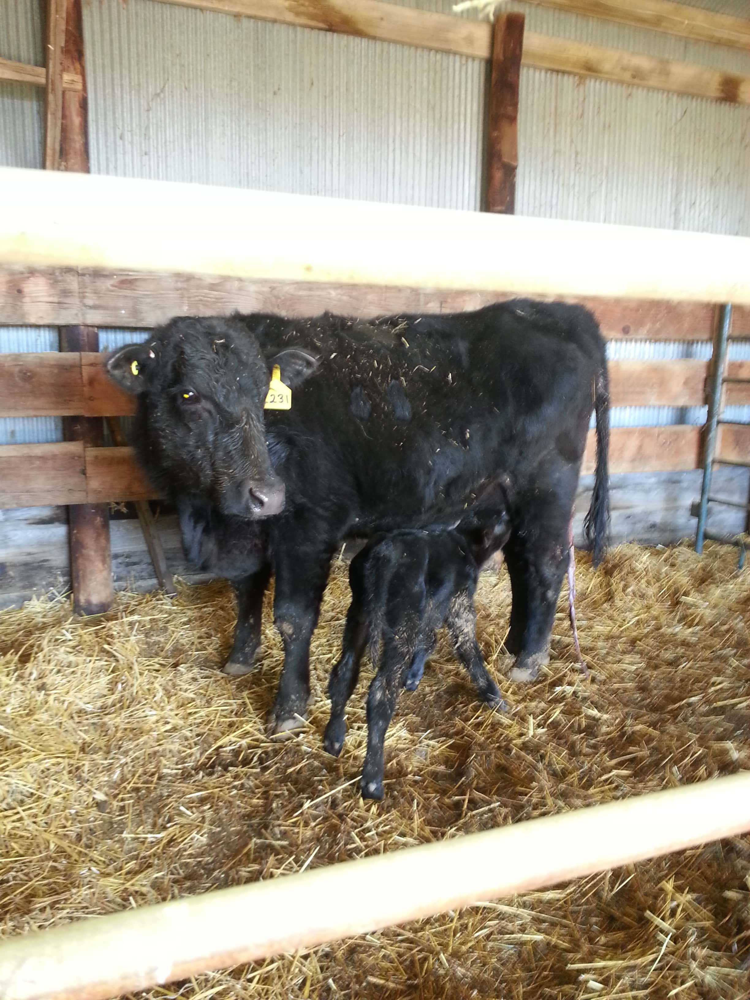 body-condition-calving-ndsu