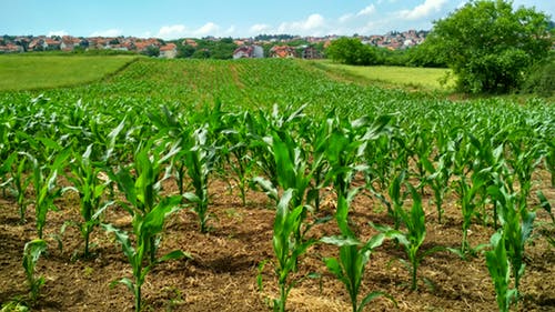 corn-field-2