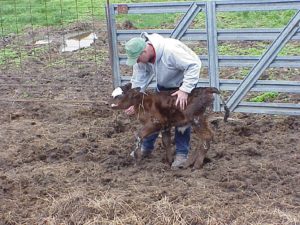 calf-scours-ndsu