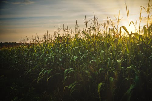 corn-field-sunset