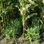 cover-crops-corn-ndsu