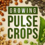 growing-puls-crops-podcast-ndsu