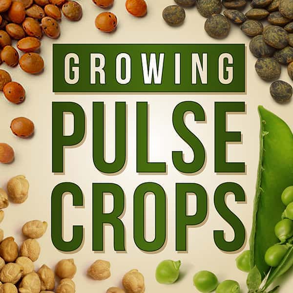 growing-puls-crops-podcast-ndsu