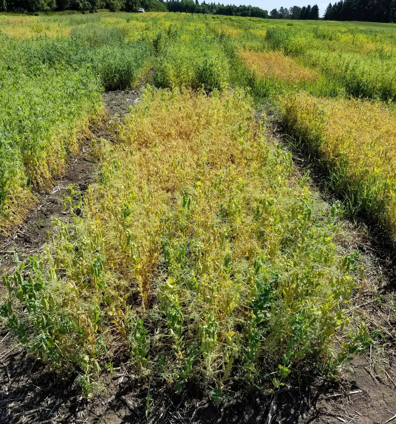 nd-dawn-yellow-pea-crop-ndsu