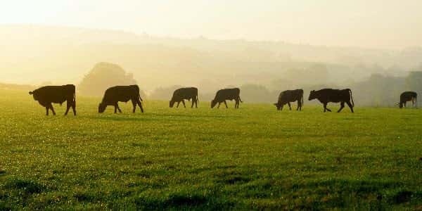 cattle-in-field-ncba