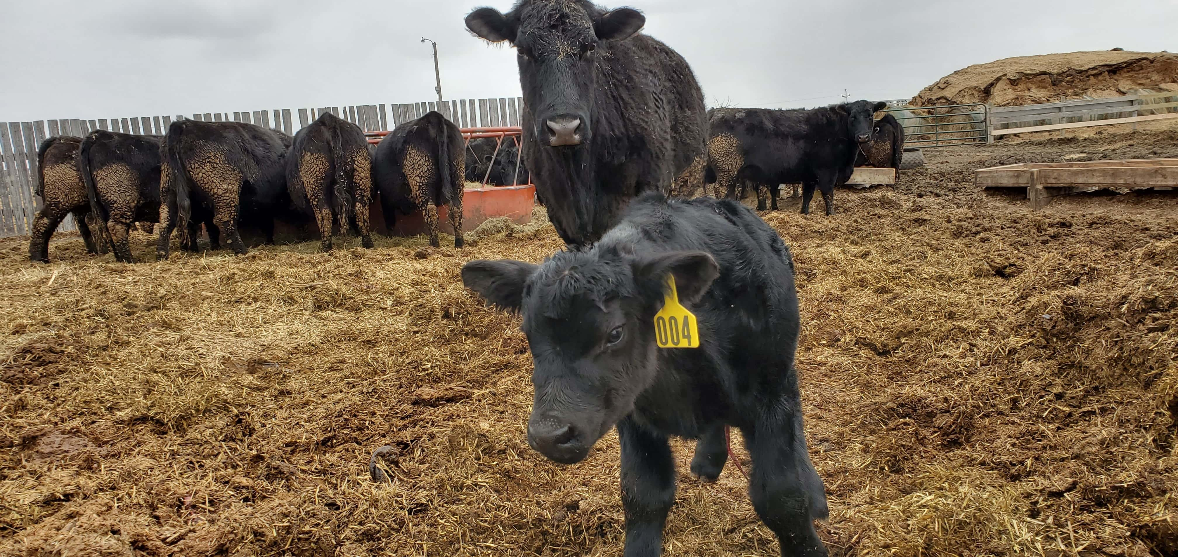 cattle-ndsu