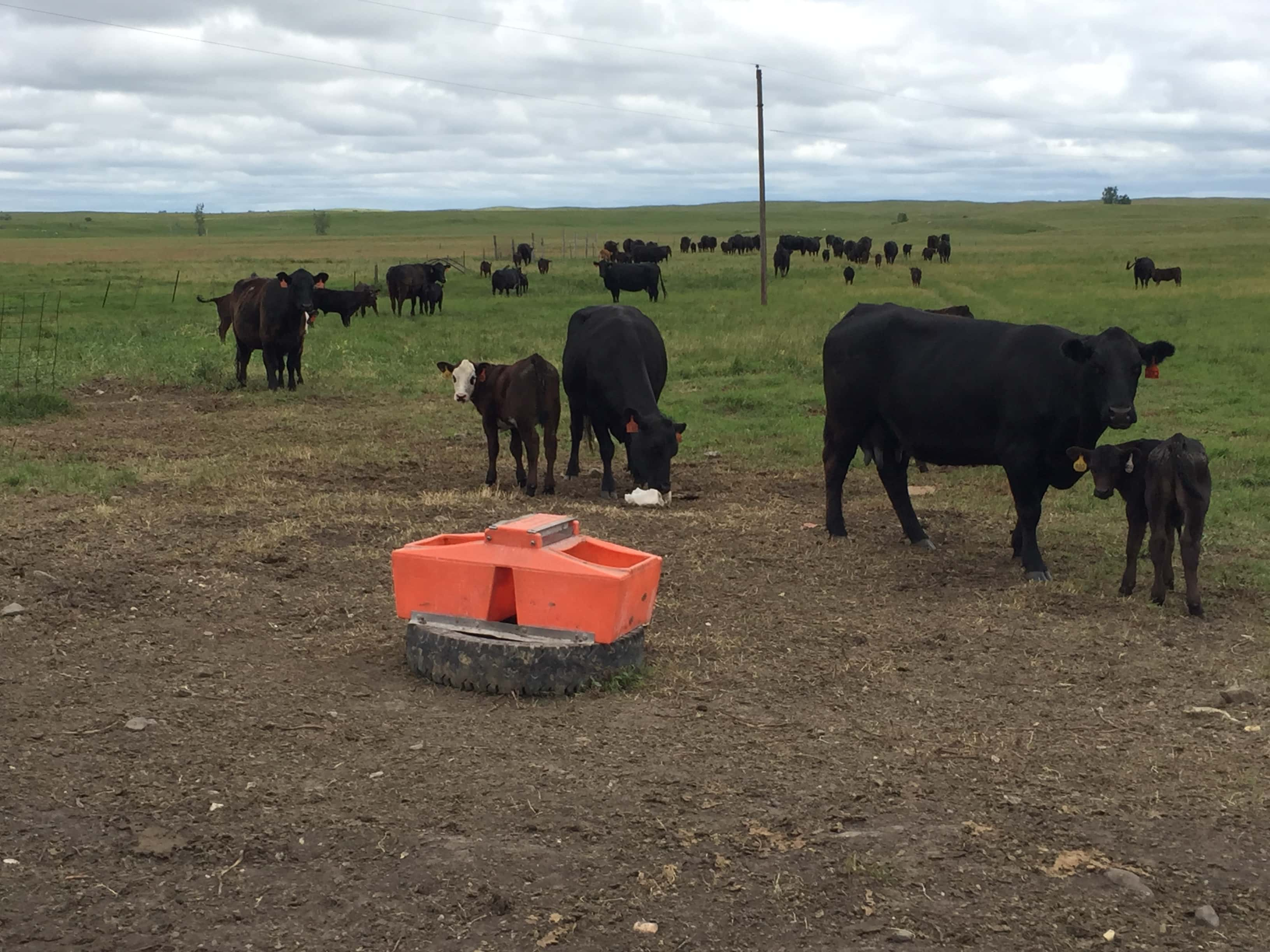 minerals-for-beef-cow-diet-ndsu