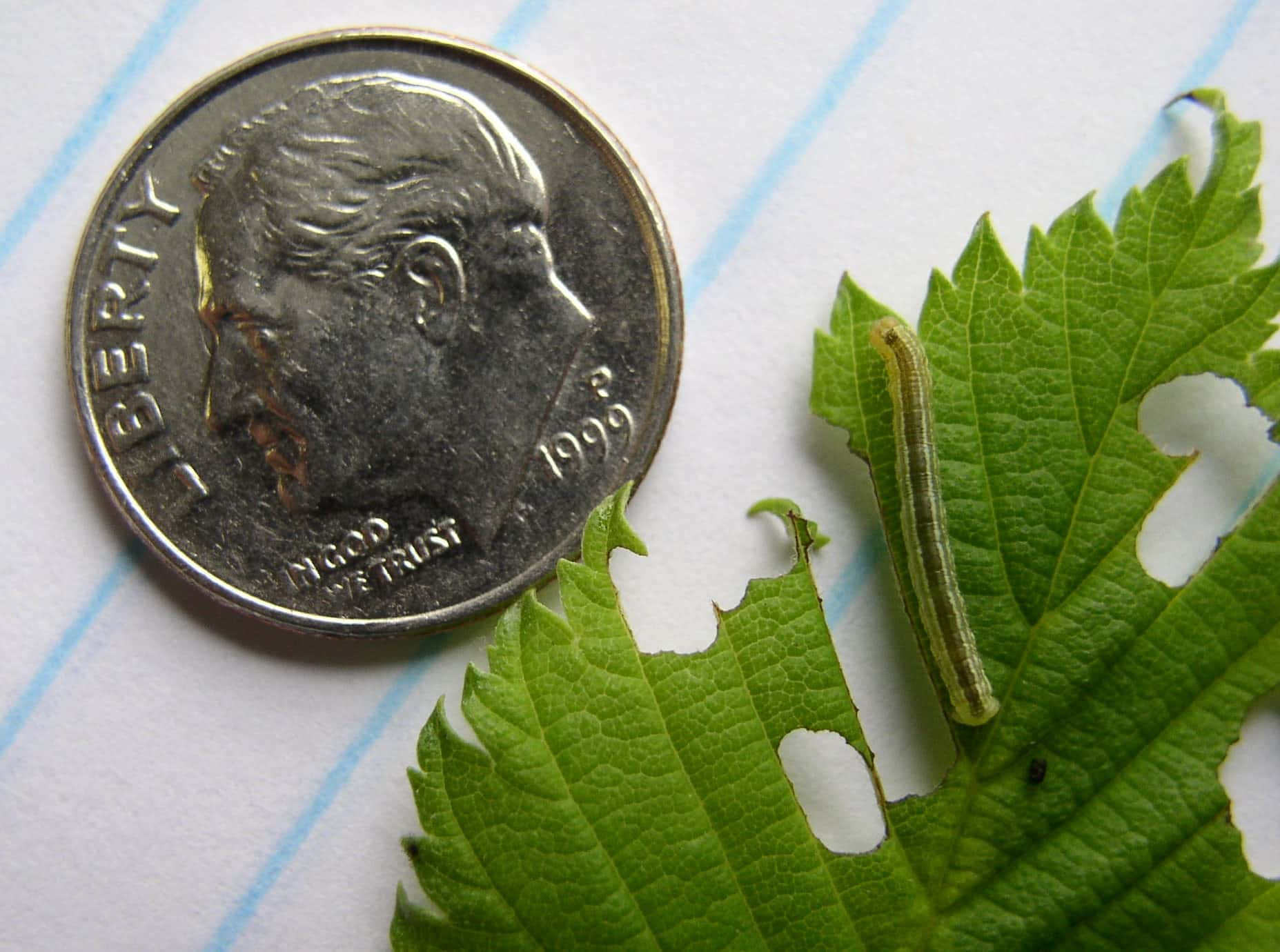 fall-cankerworm-caterpillar-ndsu