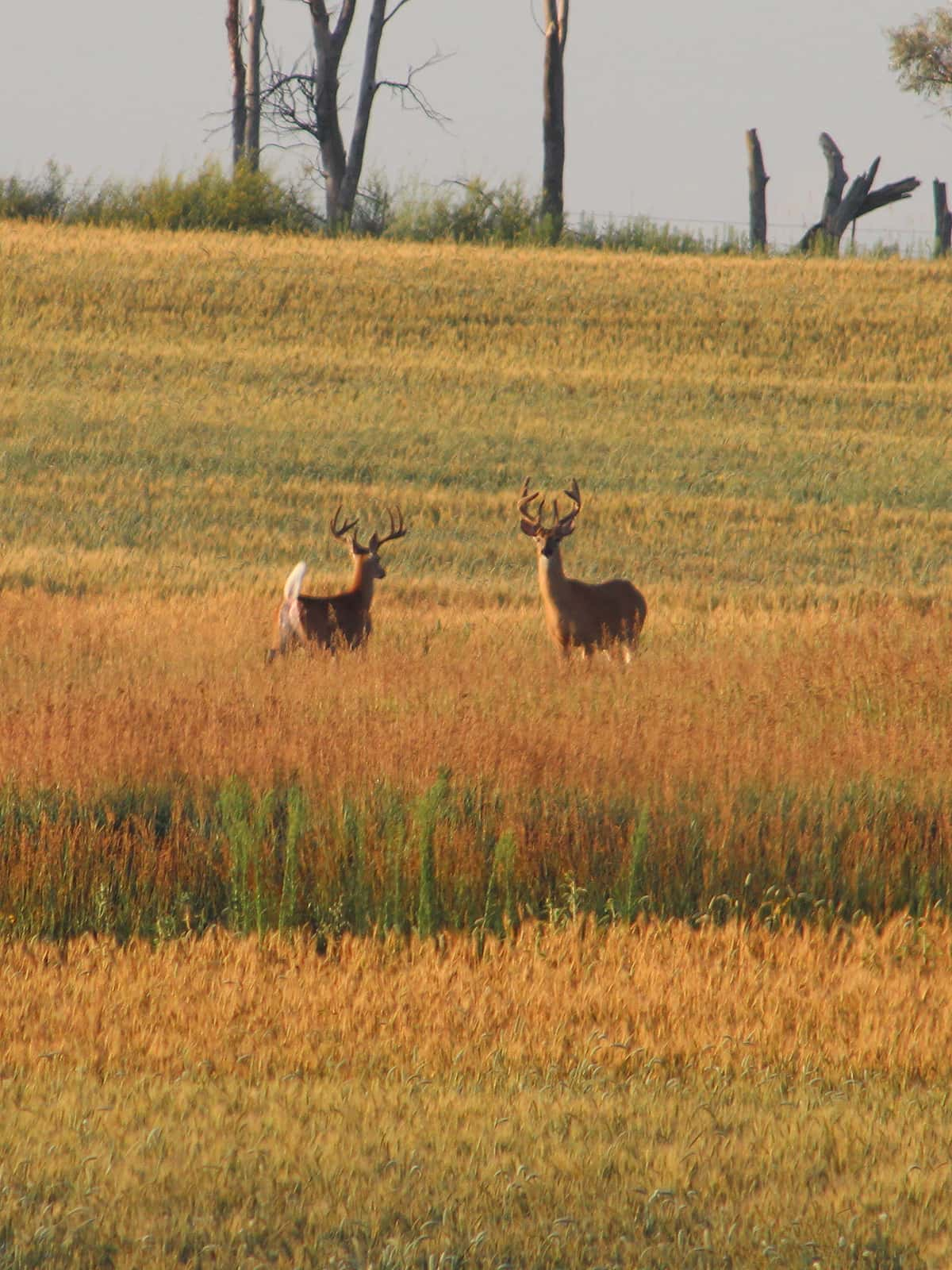 bucks