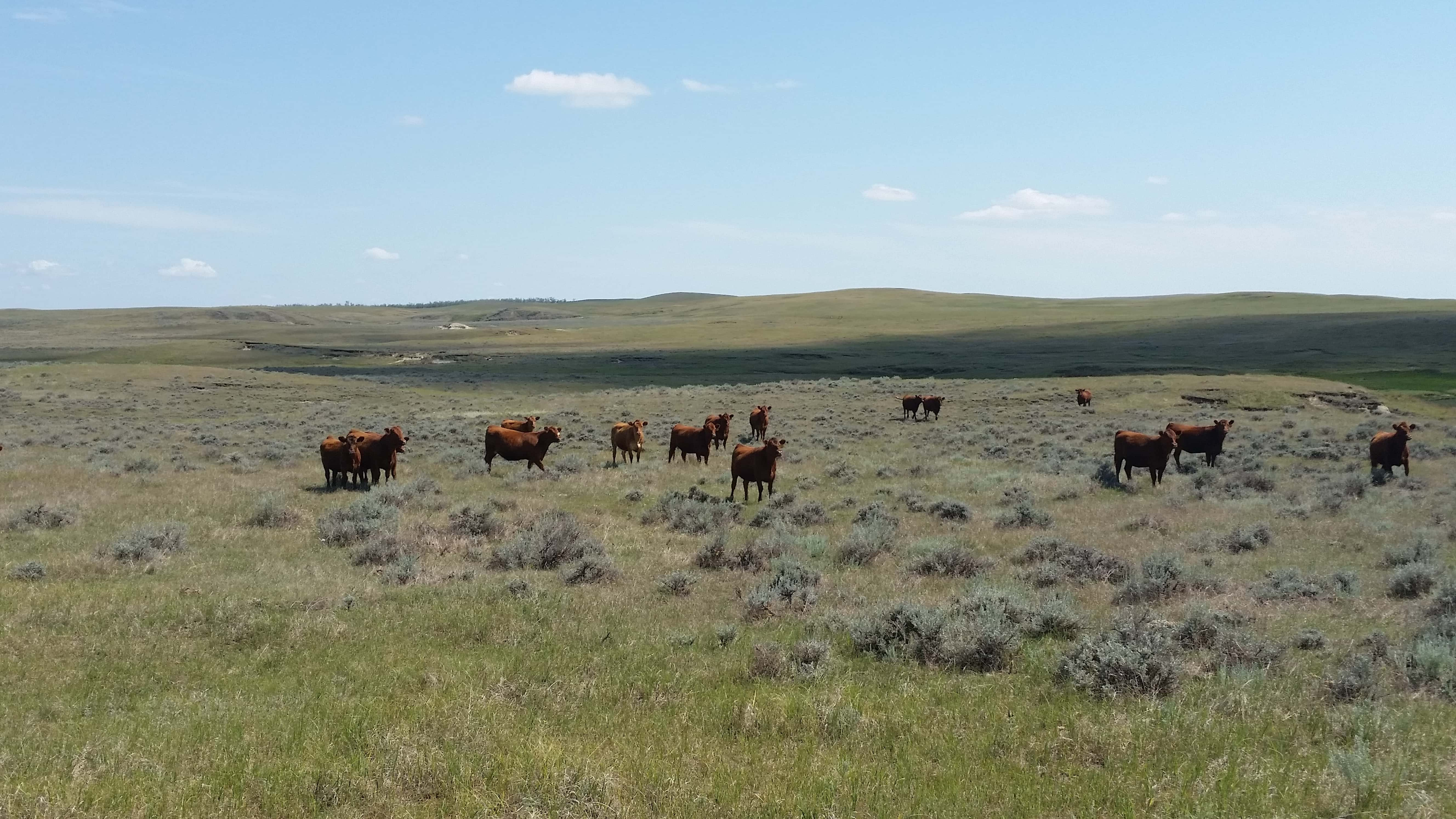 mixed-grass-prairie-ndsu