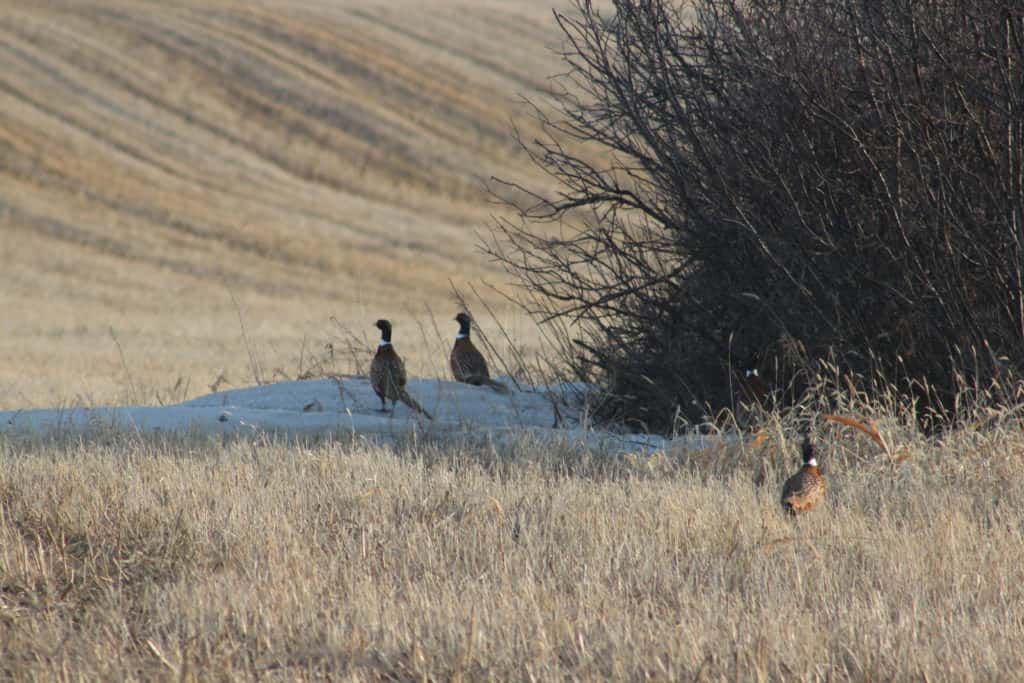 Dakota Uplander Winter Split for ND Pheasants News Dakota