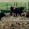 these-feedlot-cattle-wait-for-a-slaughter-date-because-the-coronavirus-pandemic-has-backlogged-slaughter-capacity-ndsu-photo