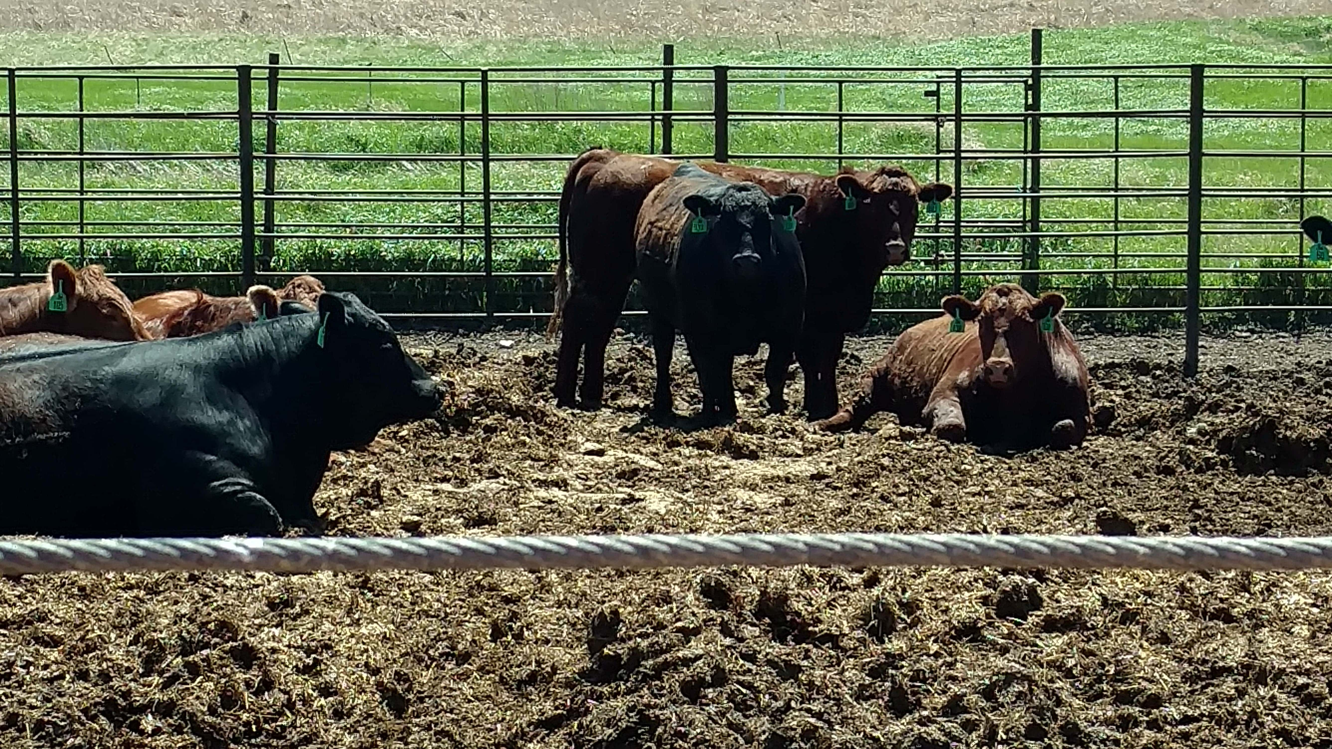 feedlot-cattle-ndsu