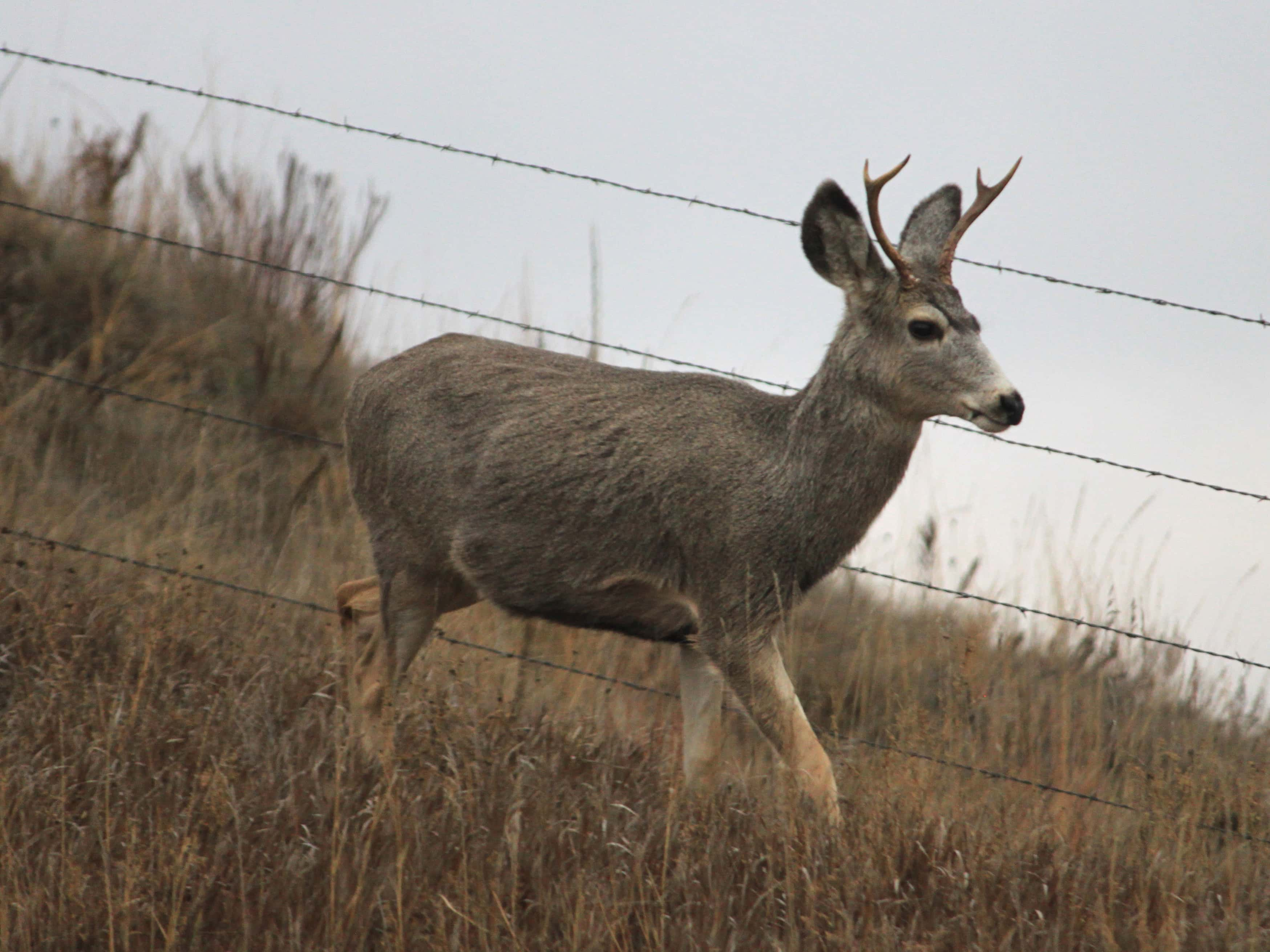 muledeer