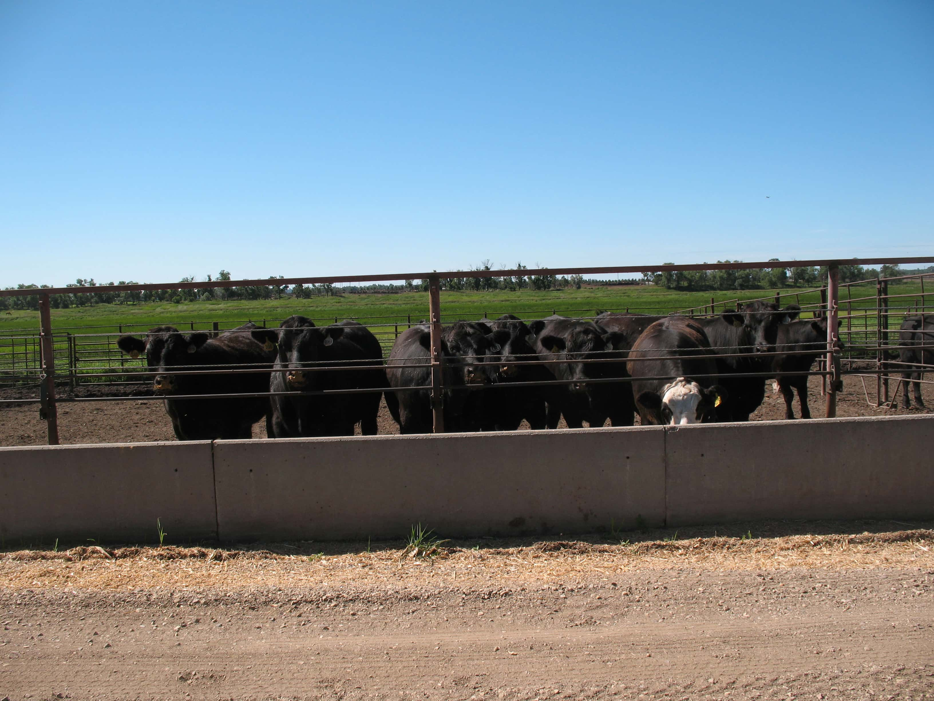 alternative-grains-for-feedlot-cattle-will-be-one-of-the-topics-that-will-be-covered-in-the-carrington-research-extension-centers-virtual-beef-production-field-day-ndsu-photo