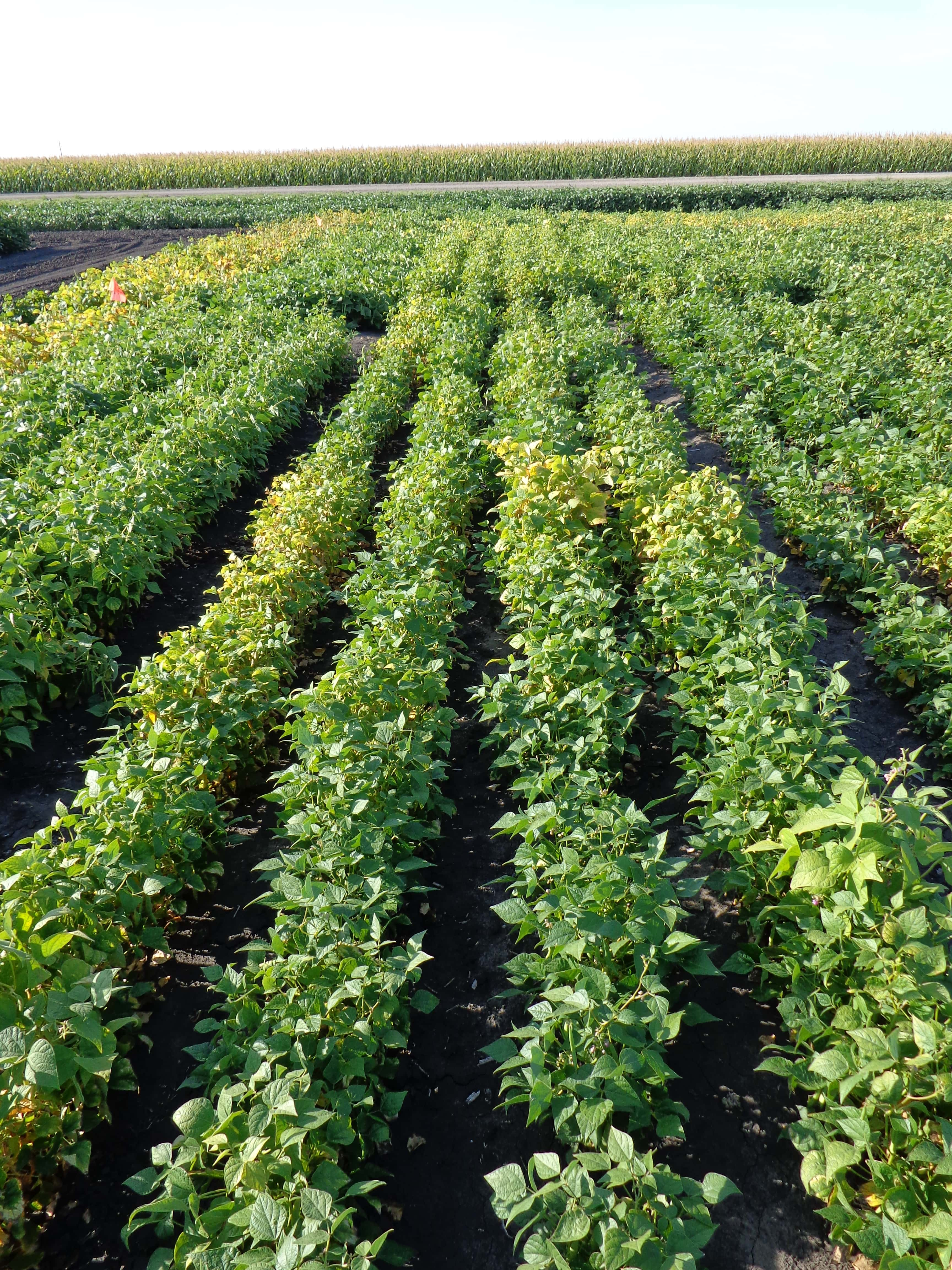 field-days-ndsu