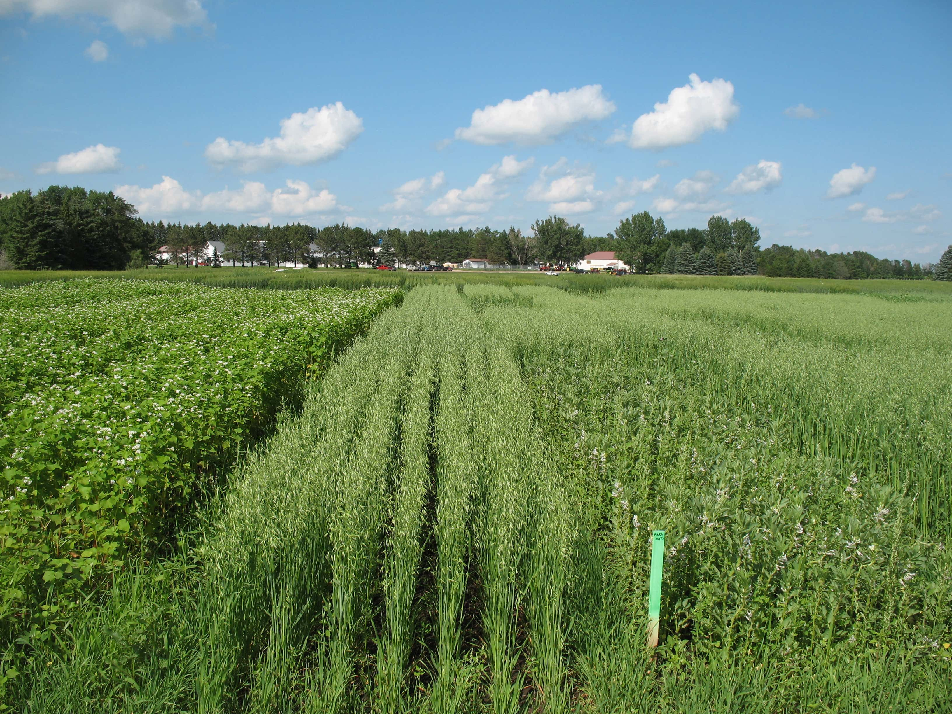 organic-production-ndsu