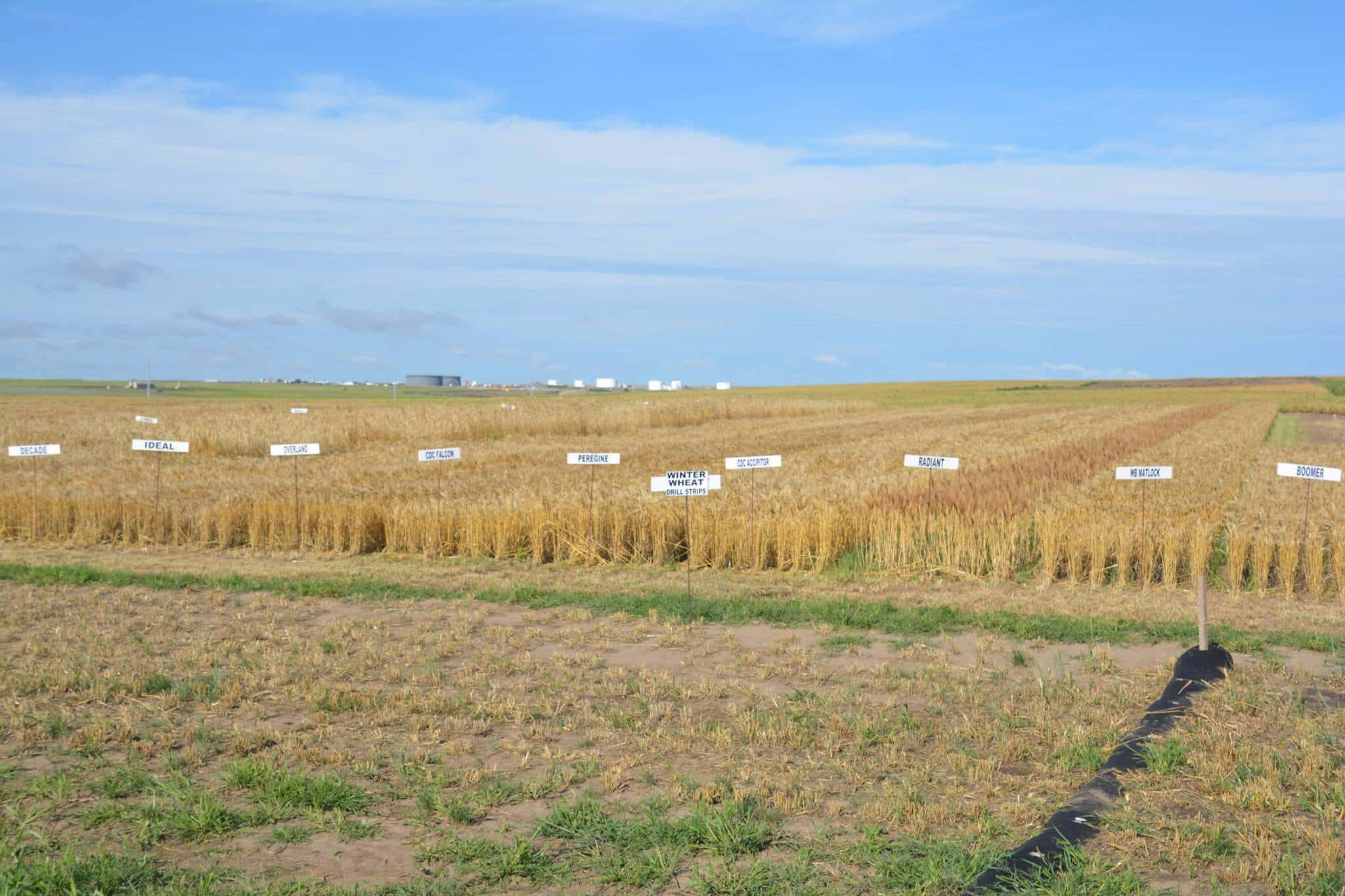 williston-field-days-ndsu