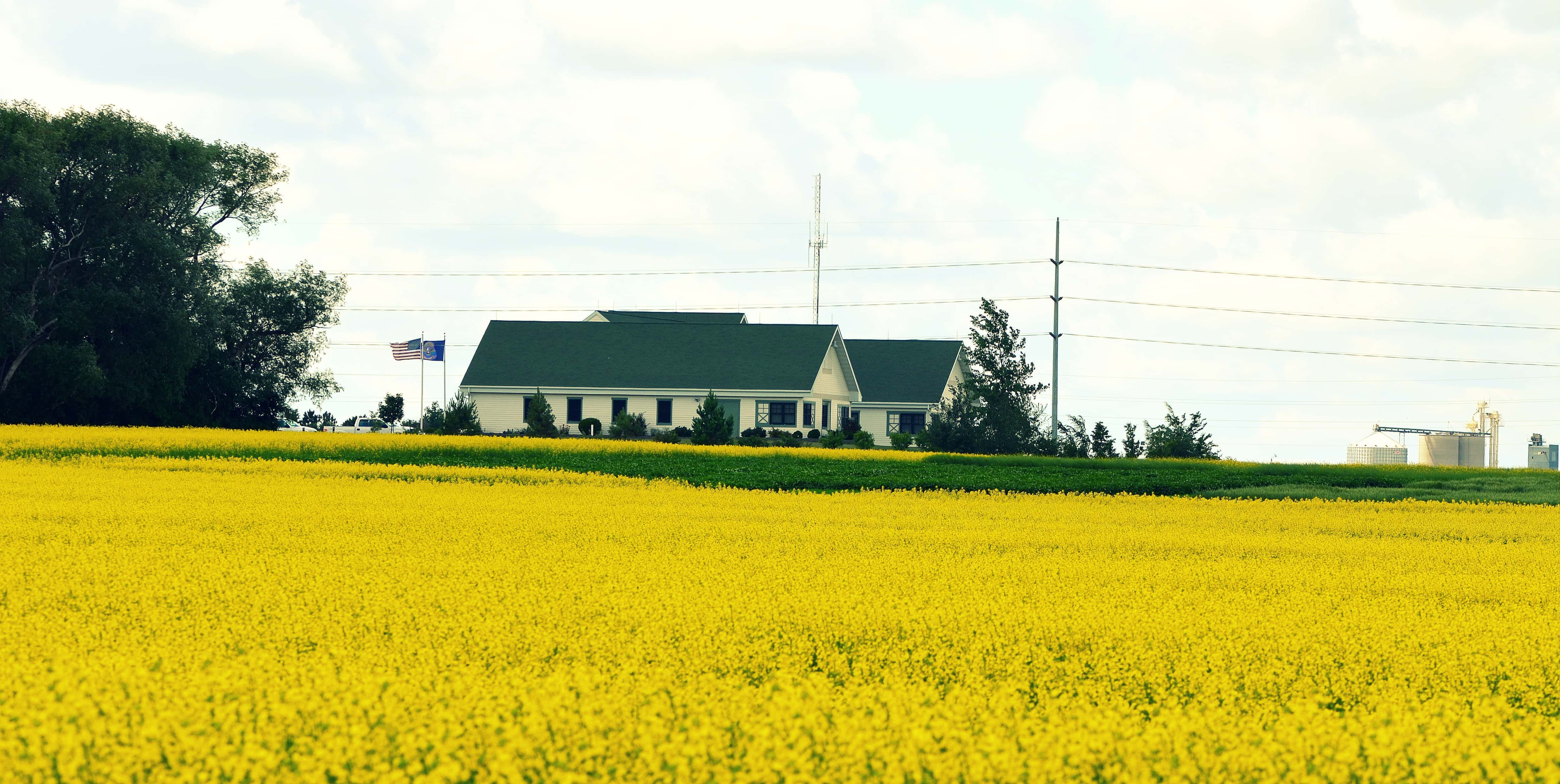 canola-diseases-ndsu